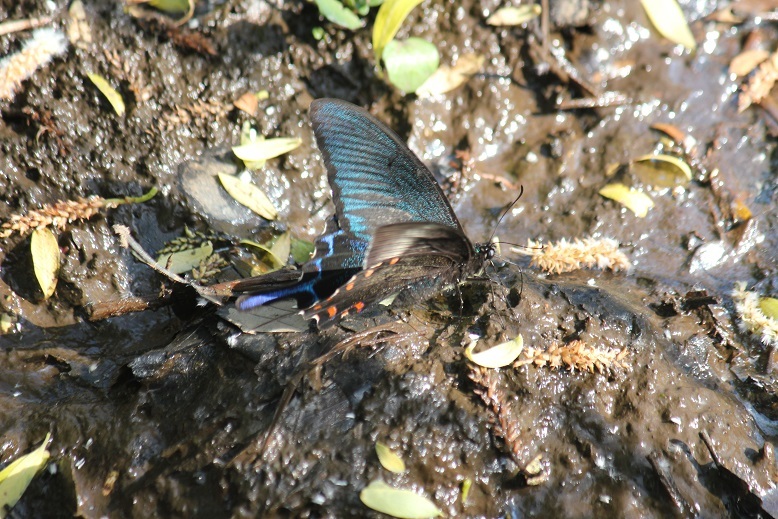 カラスアゲハ
