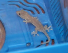 ヤモリ