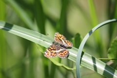 サカハチチョウ