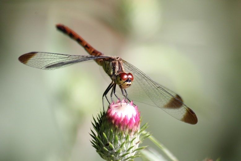 マユタテアカネのメス