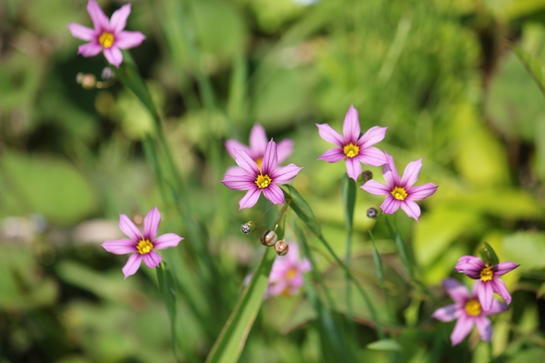 ニワゼキショウ