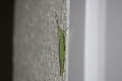 ショウリョウバッタモドキ