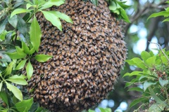 セイヨウミツバチの分蜂