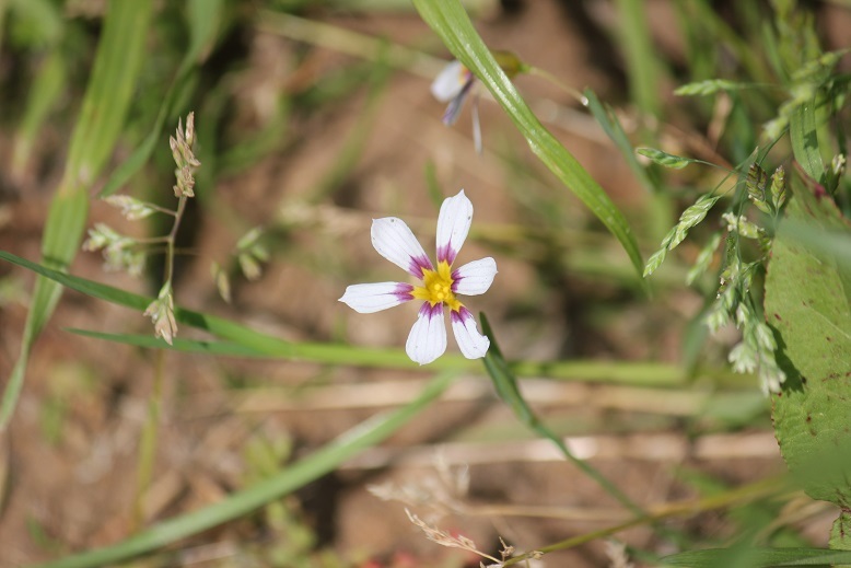 ニワゼキショウ