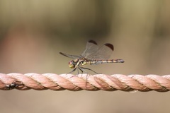 コノシメトンボ