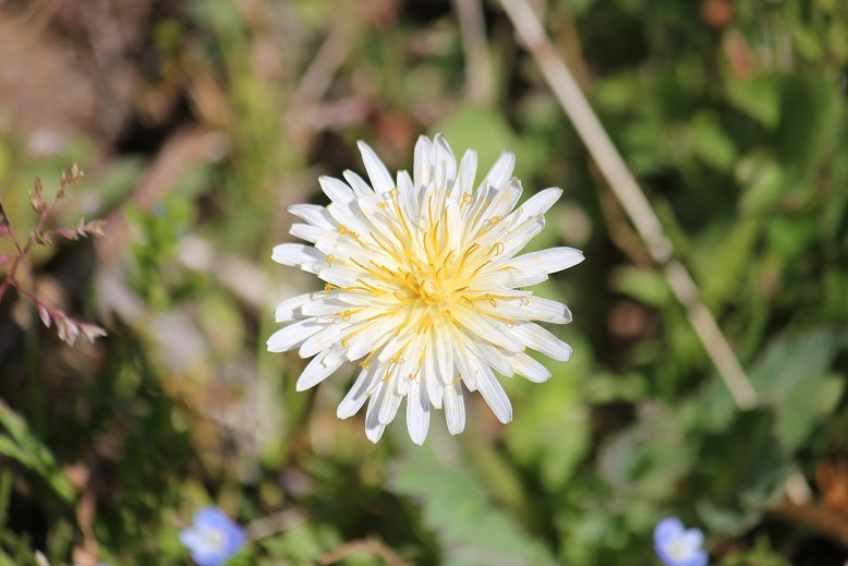 シロバナタンポポ