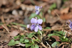 タチツボスミレ