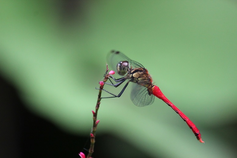 マユタテアカネ