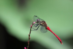 マユタテアカネ