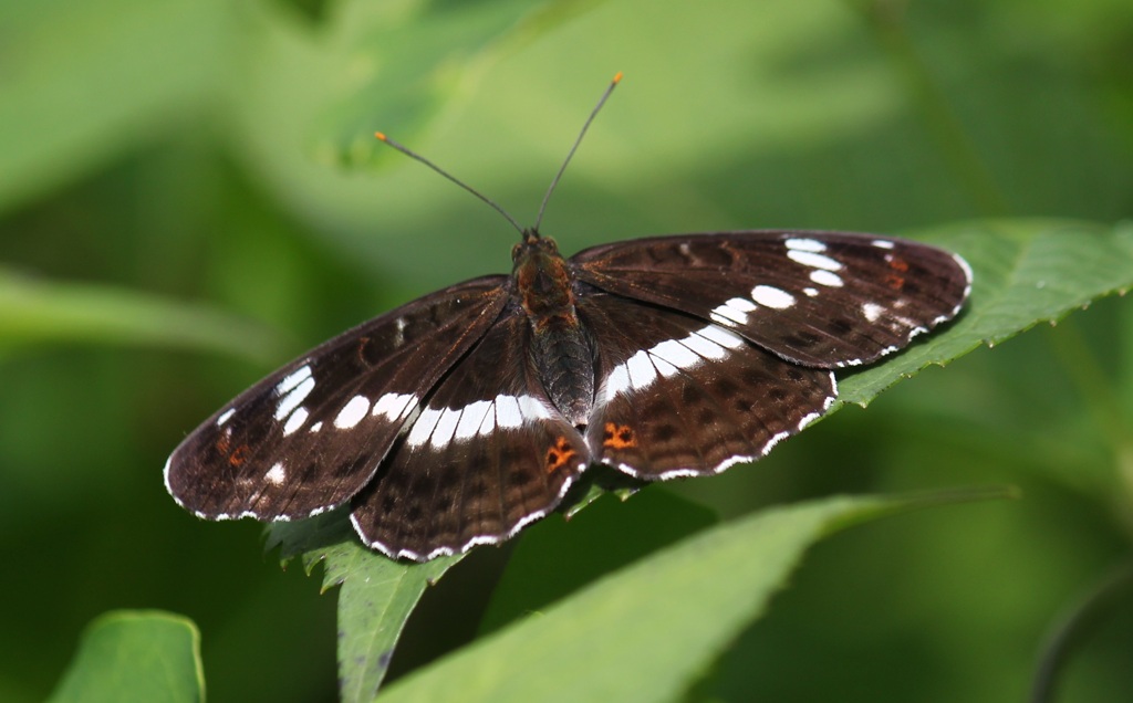 イチモンジチョウ