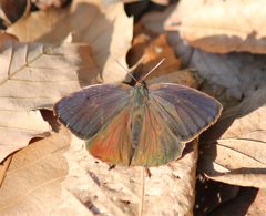 ムラサキツバメ　オス