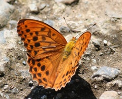 メスグロヒョウモン　オス