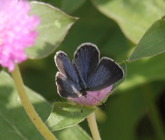 ヤマトシジミ　メス