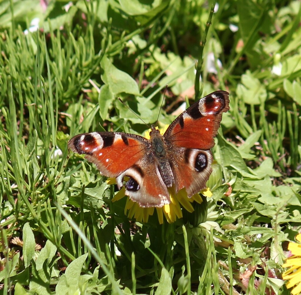 越冬クジャクチョウ