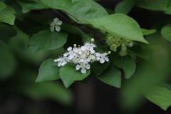 カマツカ