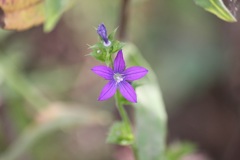 ヒナキキキョウソウ