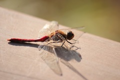 １２月１８日トンボ