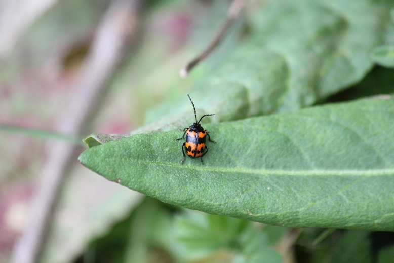 イタドリハムシ