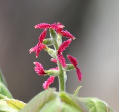 オニグルミの雌花