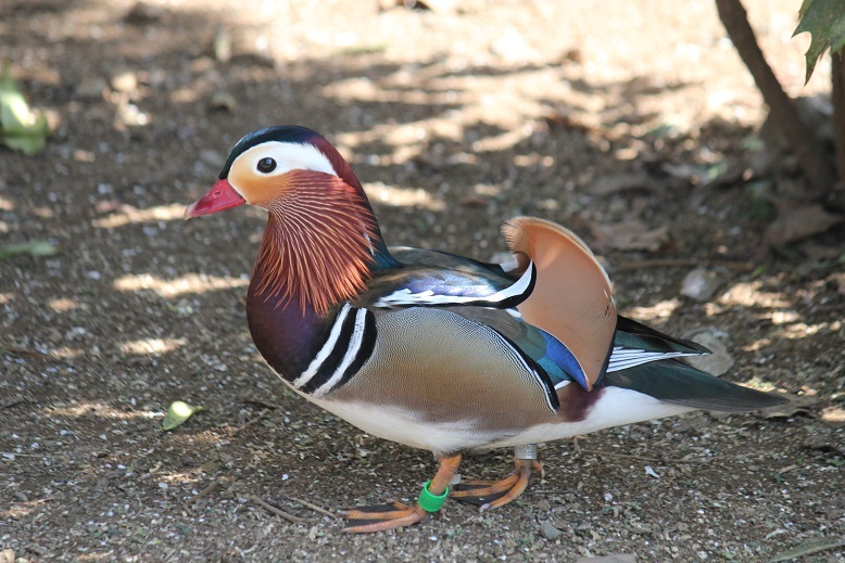オシドリ　オス　多摩動物園