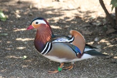 オシドリ　オス　多摩動物園