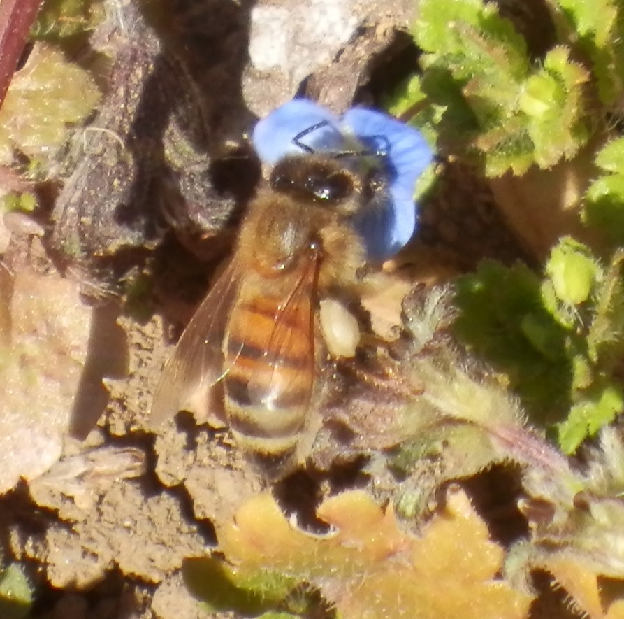 蜂