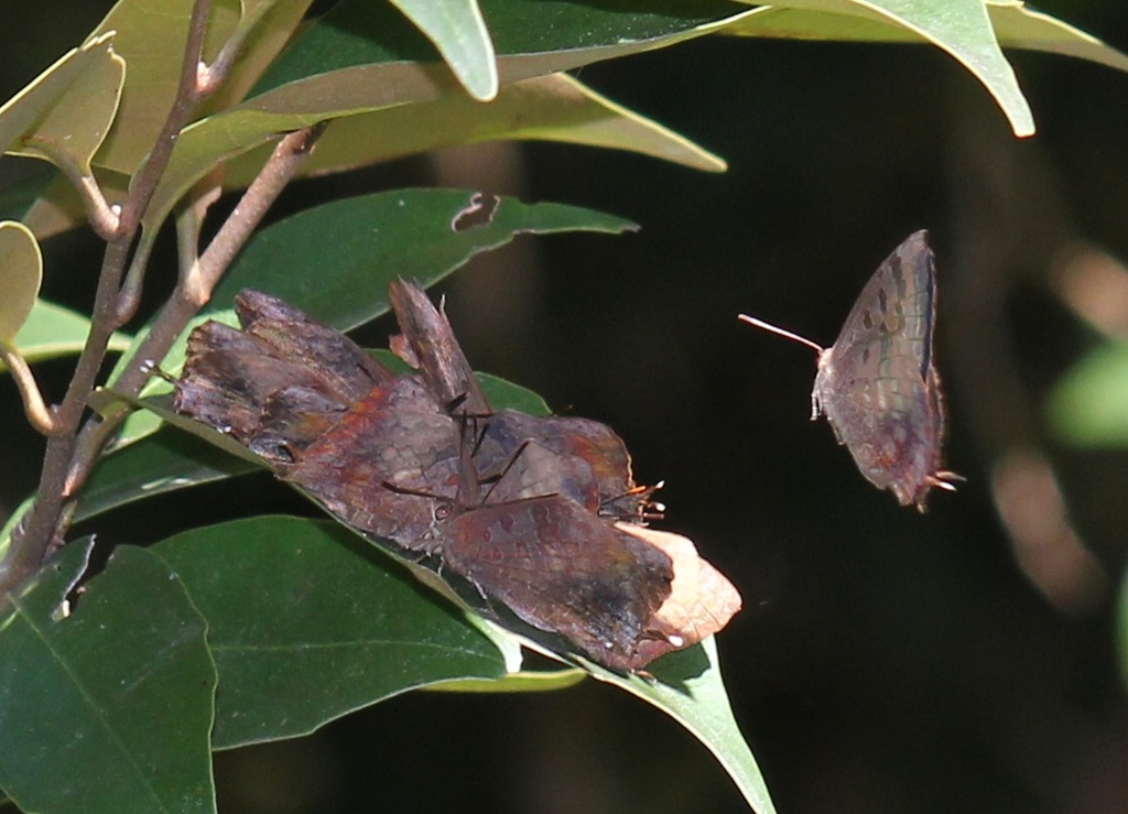 ムラサキツバメの集団越冬