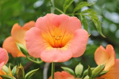 ノウゼンカズラ