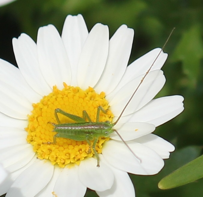 ヤブキリの幼虫
