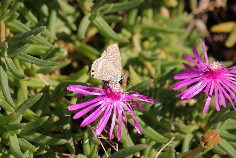 ウラナミシジミ