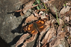 テングチョウ