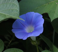 朝顔