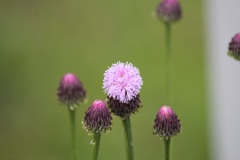 キツネノアザミ