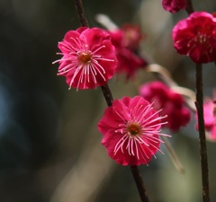 紅梅