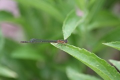 アオモンイトトンボ