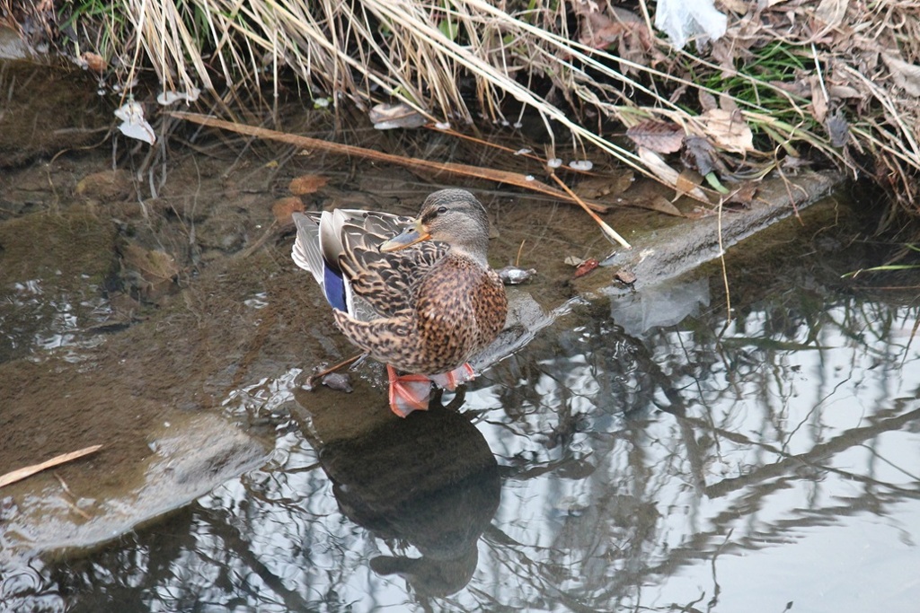 マガモ　メス