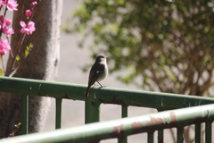 ジョビ子ちゃん