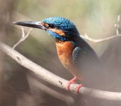 カワセミ