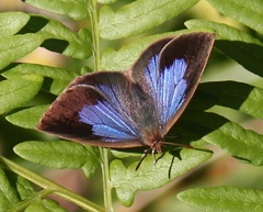 ムラサキシジミ　メス