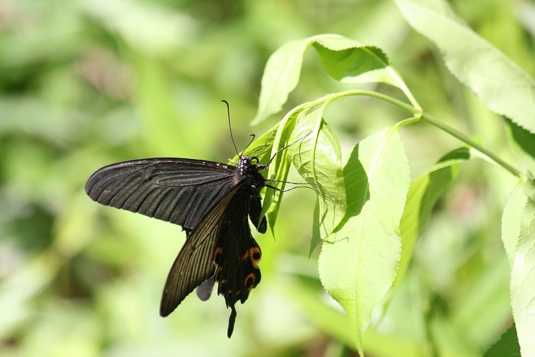 クロアゲハ　オス
