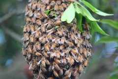 セイヨウミツバチの分蜂