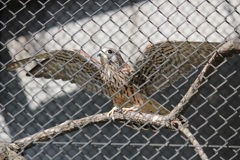 チョウゲンボウ　多摩動物園