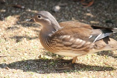 オシドリ　メス　多摩動物園