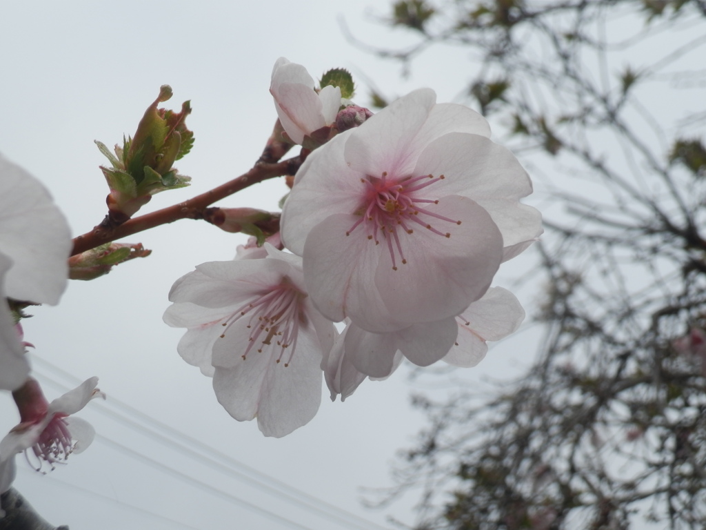 桜