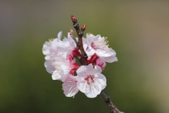 アンズの花