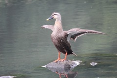 カルガモお立ち台に乗る