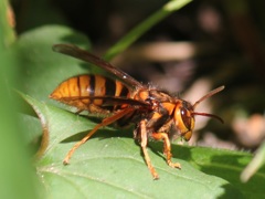 キイロスズメバチの女王蜂