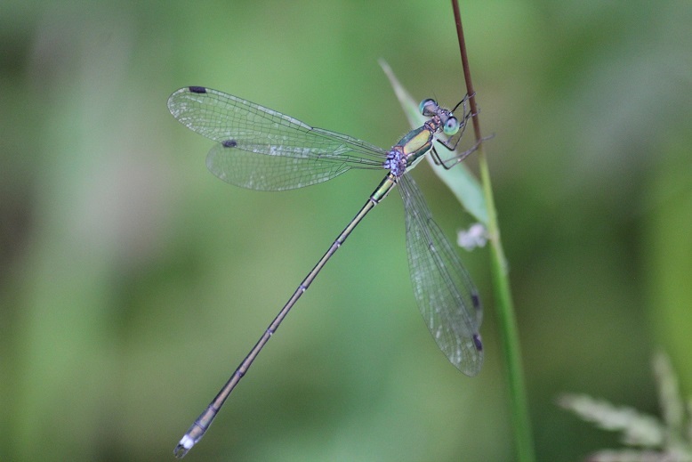 オオアオイトトンボ