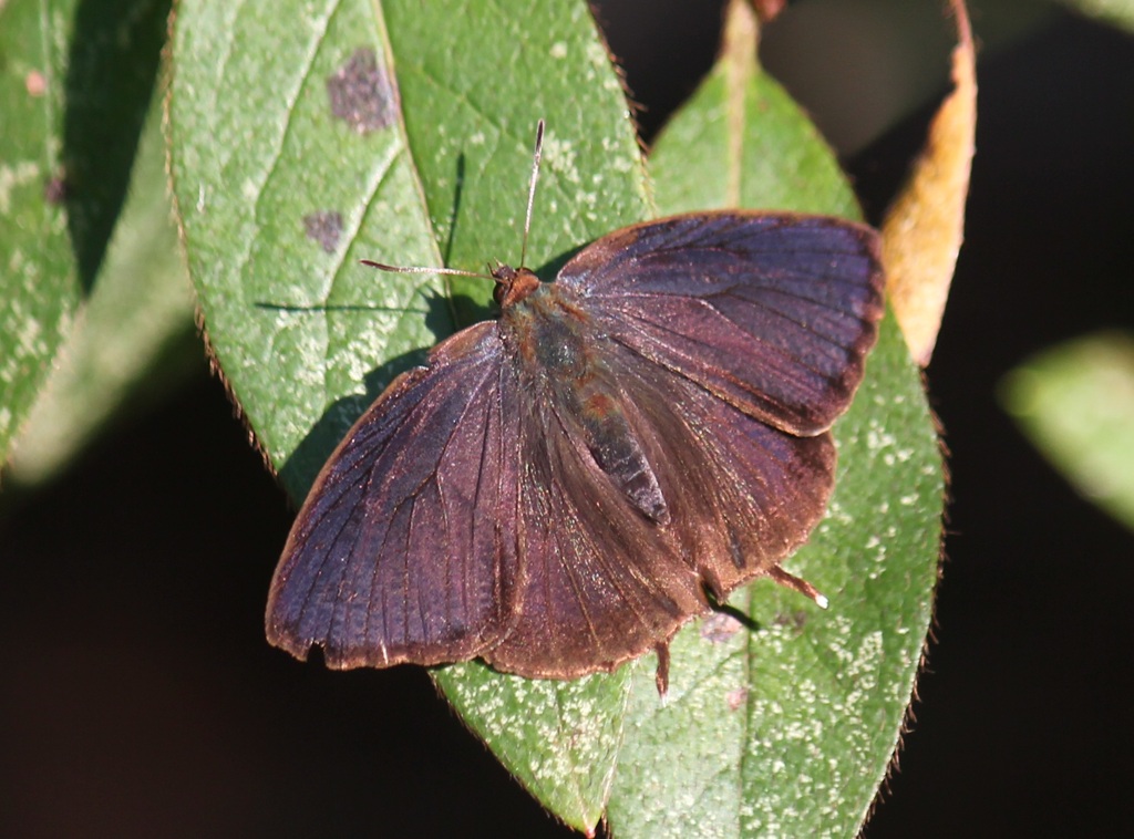 ムラサキツバメ　オス