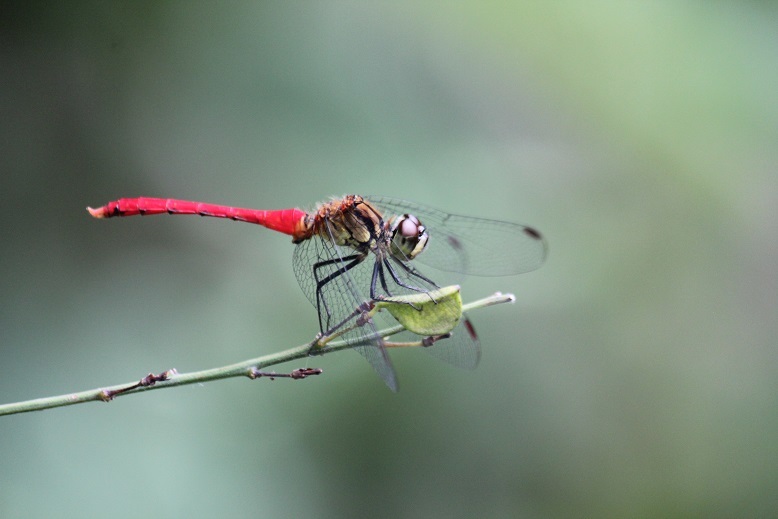 マユタテアカネ